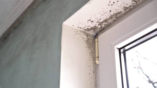 Mold Remediation for Rental Properties in Plattsburg, MO