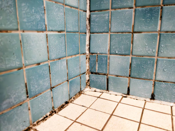 Best Mold Remediation for Healthcare Facilities  in Plattsburg, MO